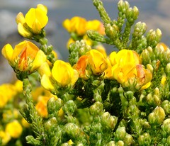 Aspalathus triquetra