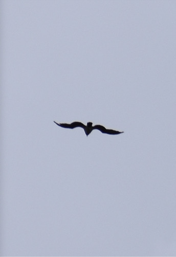 iNaturalist observation photo of Osprey