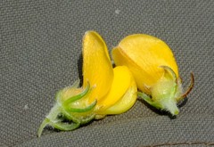 Aspalathus triquetra