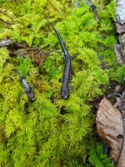 Plethodon jacksoni