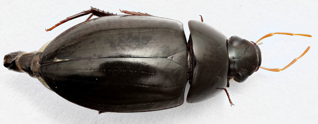 Hydrobiomorpha phallica