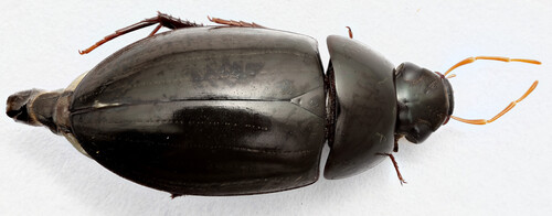 Hydrobiomorpha phallica