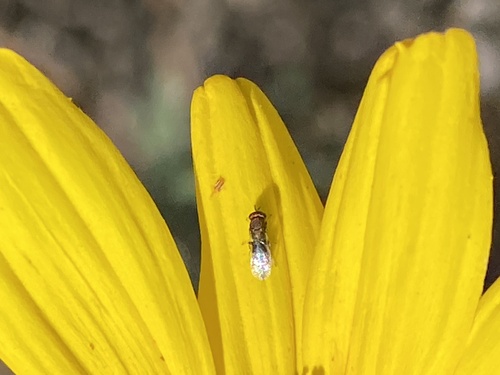 iNaturalist observation photo of Chalcidoid Wasps