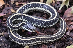 Thamnophis sirtalis annectens