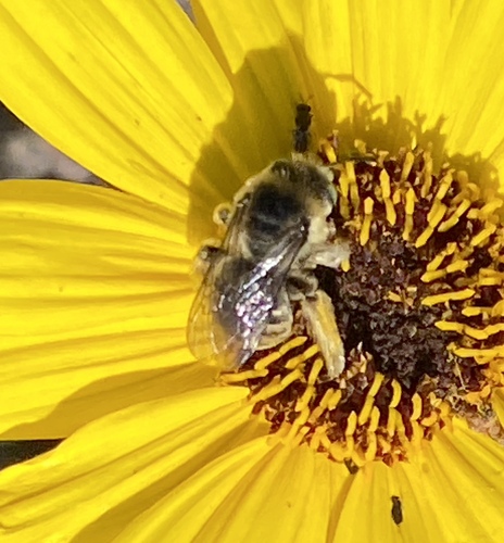 iNaturalist observation photo of Melissodes