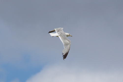 Ring-billed Gull photographed in Wyoming