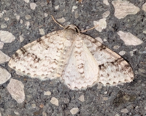 Welsh Wave Moth photo 5