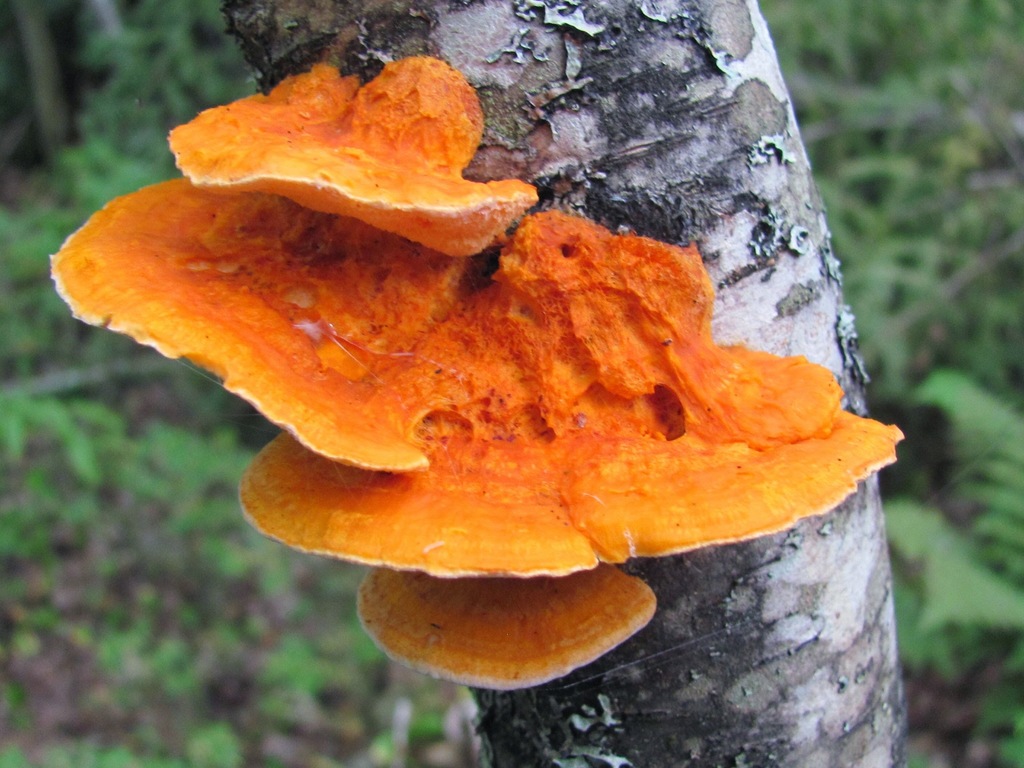 Pycnoporellus