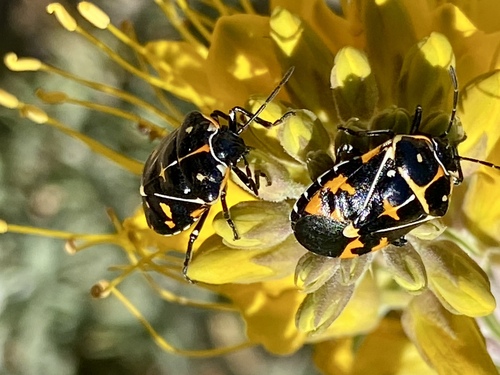 iNaturalist observation photo of Harlequin Bug