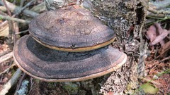 Phellinus cinereus