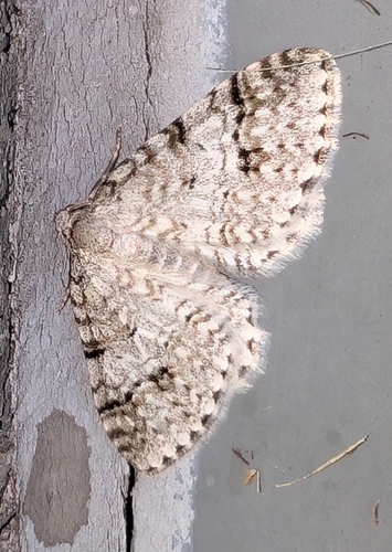 Welsh Wave Moth photo 3