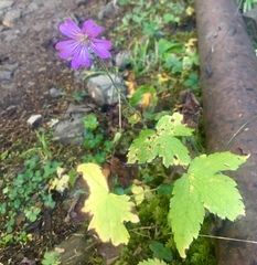 Geranium sylvaticum