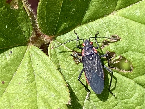 iNaturalist observation photo of Red-shouldered Bug