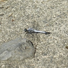 Orthetrum albistylum speciosum