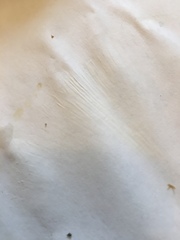 Lactifluus glaucescens