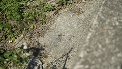 Orthetrum albistylum speciosum