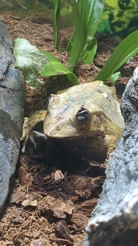 Gunther's Triangle Frog, Cornufer guentheri