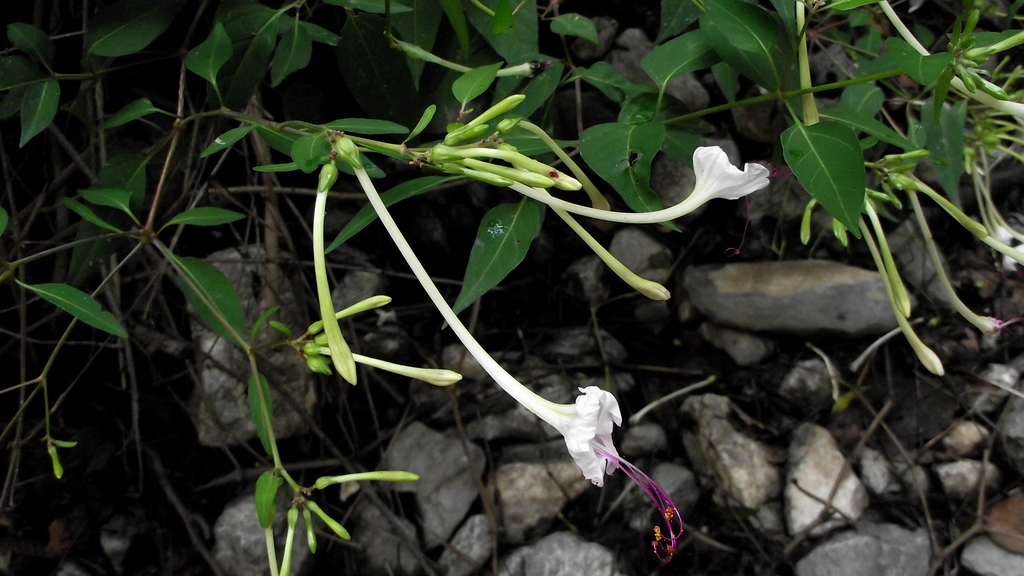 Sweet four o'clock (Mirabilis longiflora)