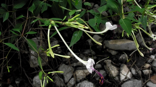 Sweet four o'clock (Mirabilis longiflora)