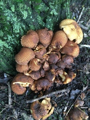 Fungi