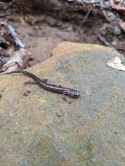 Plethodon jacksoni