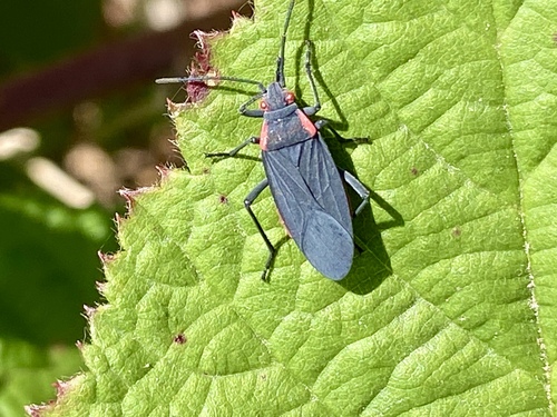 iNaturalist observation photo of Red-shouldered Bug
