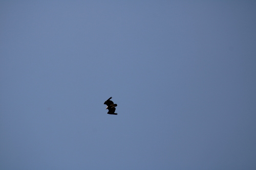 Hooded Vulture