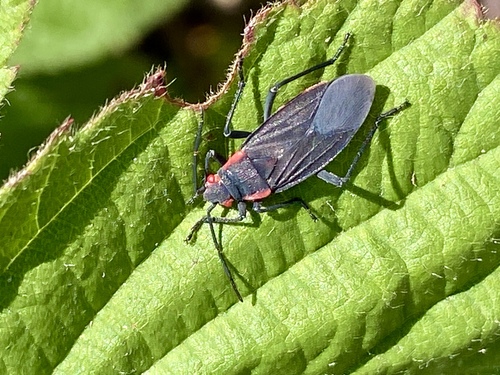 iNaturalist observation photo of Red-shouldered Bug