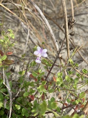 Trichostema nesophilum