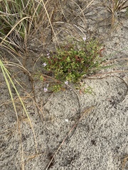 Trichostema nesophilum