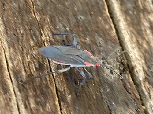 iNaturalist observation photo of Red-shouldered Bug