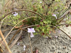 Trichostema nesophilum