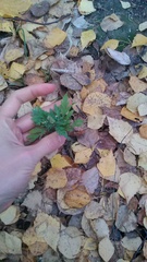 Ambrosia artemisiifolia