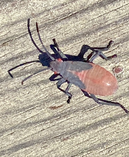 iNaturalist observation photo of Red-shouldered Bug