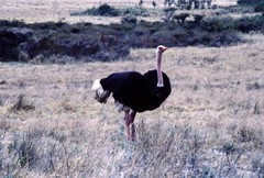 Struthio camelus massaicus