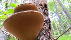 Phellinus cinereus