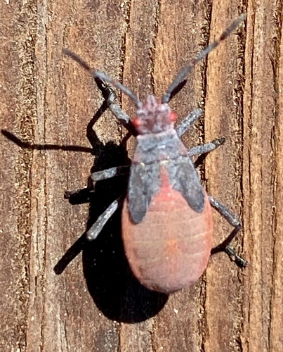 iNaturalist observation photo of Red-shouldered Bug