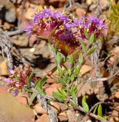 Agathosma marlothii