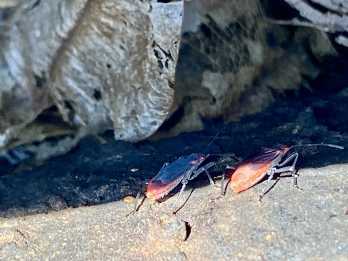 iNaturalist observation photo of Red-shouldered Bug