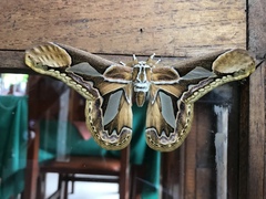 Rothschildia hopfferi