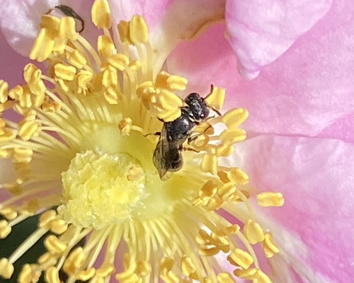 iNaturalist observation photo of Masked Bees