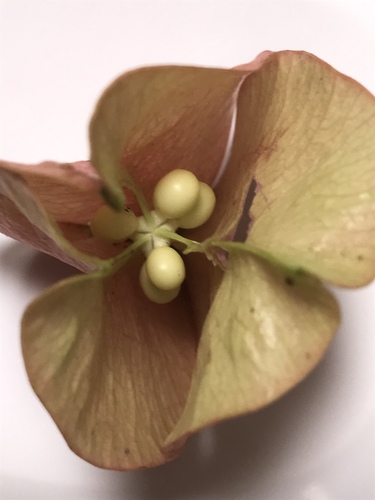 Koelreuteria elegans