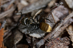 Camponotus chilensis