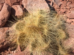 Opuntia trichophora