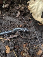 Plethodon kentucki