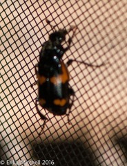Nicrophorus sayi