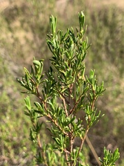 Cliffortia repens