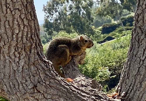 iNaturalist observation photo of Eastern Fox Squirrel