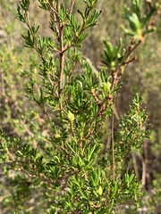Cliffortia repens