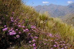 Agathosma marlothii